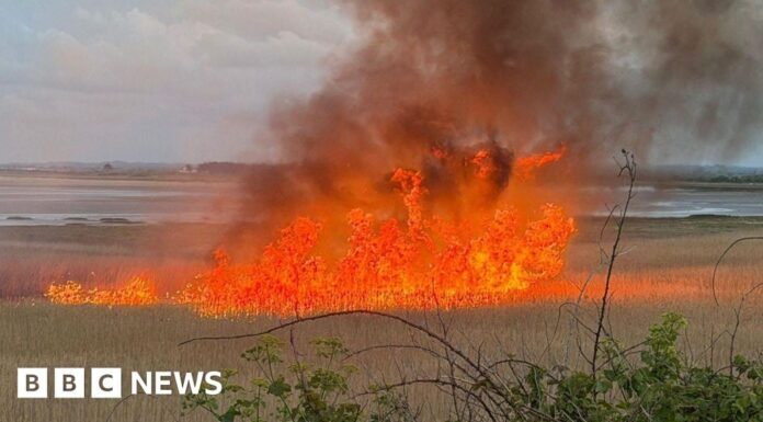 Розпочато розслідування підпалу після руйнівної пожежі в заповіднику Пегвелл-Бей