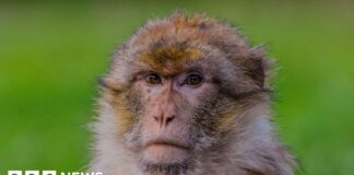 Мавпа Трент у «першому в світі» генному дослідницькому проекті