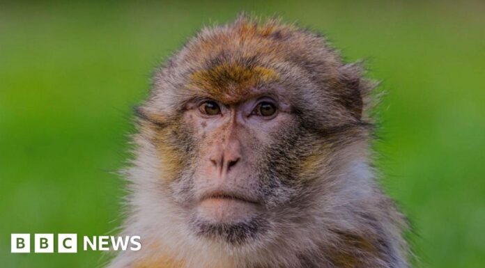 Мавпа Трент у «першому в світі» генному дослідницькому проекті