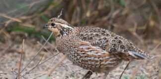 Radiadores de la naturaleza: cómo las plumas de las aves evaden el calor al ventilarse al espacio