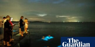 Živé jiskry: vědci vytvářejí světelné 3D objekty pomocí bioluminiscenčních řas