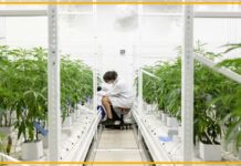 Перенесення каннабісу в III список: наслідки для науки та медицини