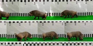 Ходячие свиньи, запечатанные нервы и шум вокруг пересадки головы