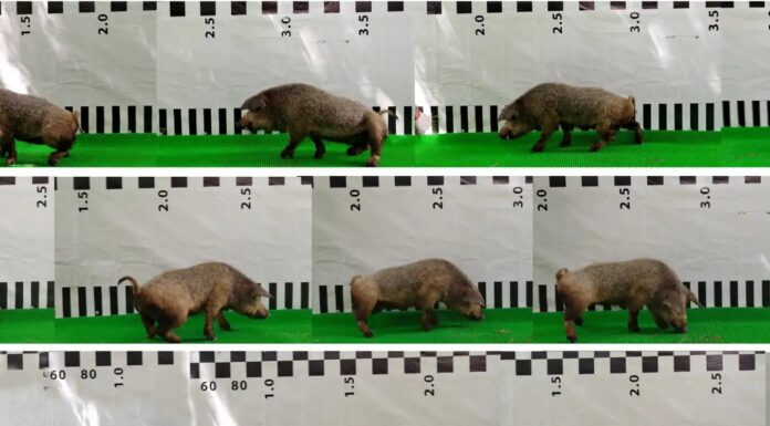 The Walked Pigs, The Sealed Nerves, and the Head Transplant Hype