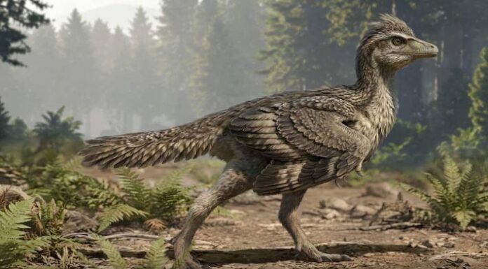 Ein Juravogel beweist, dass die Schwanzentwicklung nicht auf einmal erfolgte