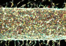 Magnetic Steering of Blood Vessels: MIT’s Breakthrough in Lab-Grown Tissue