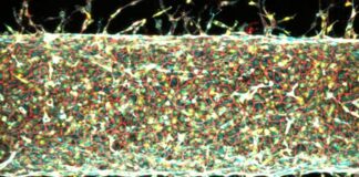 Magnetic Steering of Blood Vessels: MIT’s Breakthrough in Lab-Grown Tissue