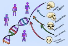 Spookvoorouders blootleggen: hoe twee uitgestorven menselijke afstammingslijnen ons DNA vandaag de dag vormgeven