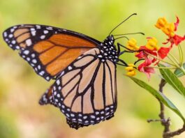 Warum scheint der Bürstenfußschmetterling nur vier Beine zu haben?